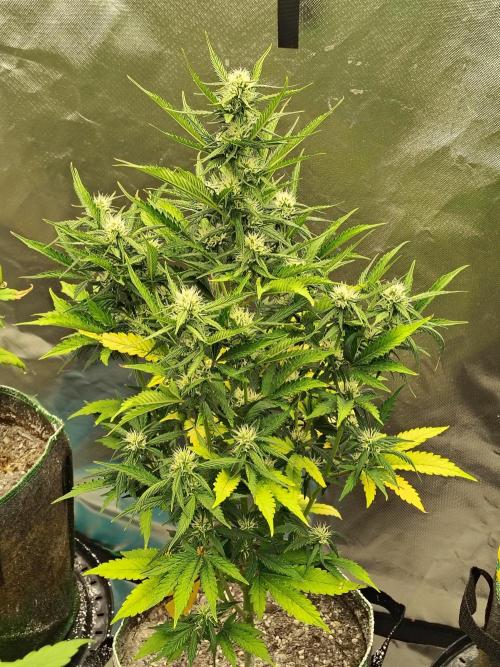 Blueberry Cookies. Week 7