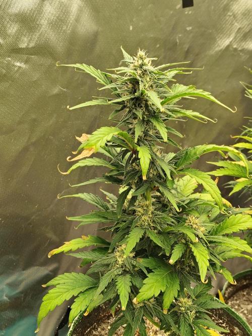 Blueberry Cookies. Week 7