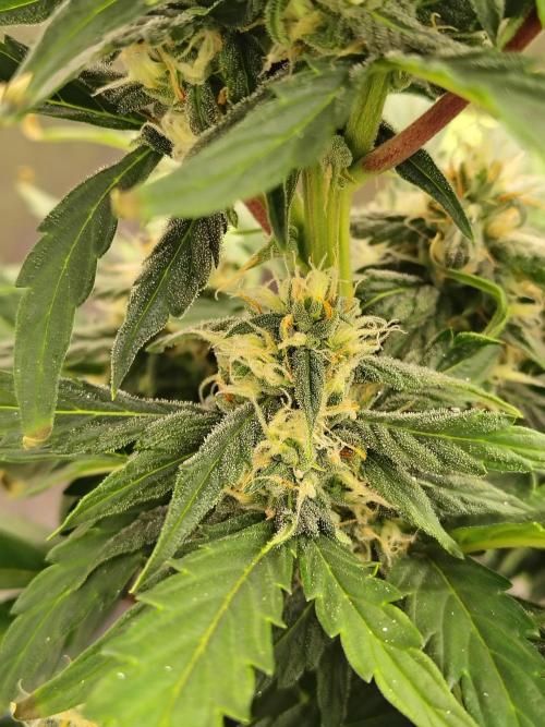 Blueberry Cookies. Week 7