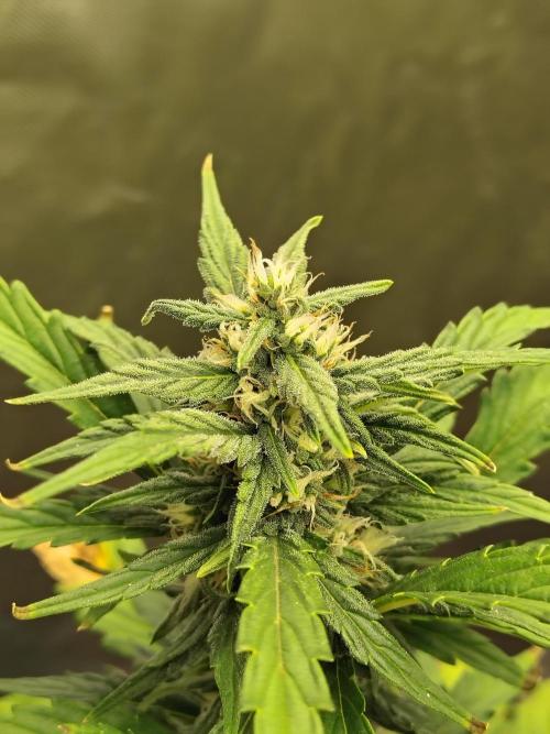 Blueberry Cookies. Week 7