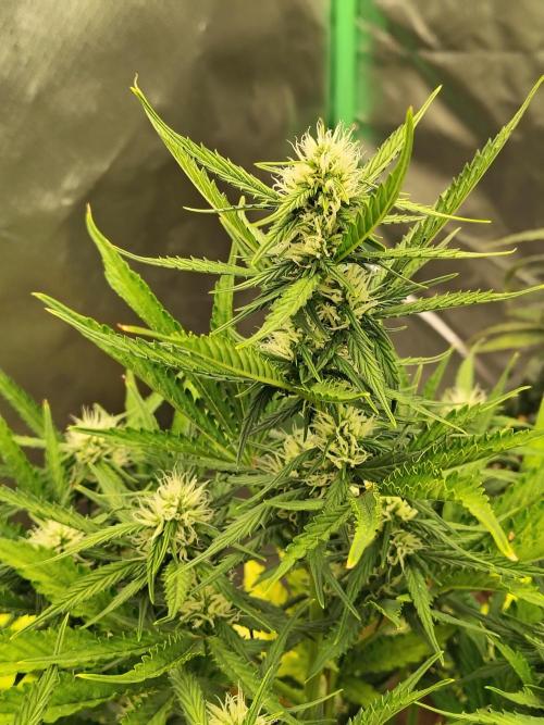 Blueberry Cookies. Week 7