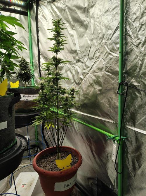 Face Fat (Run #2). Week 8