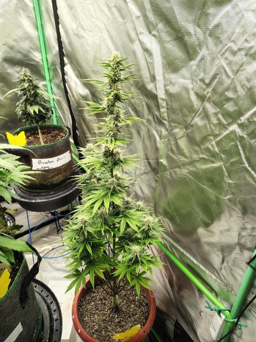 Face Fat (Run #2). Week 8