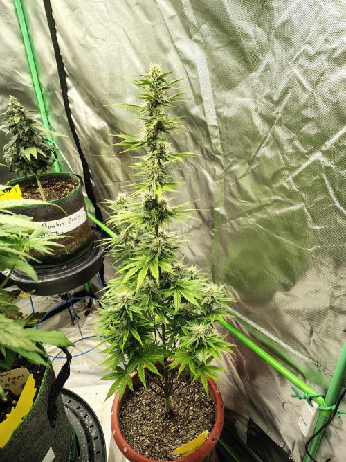 Face Fat (Run #2). Week 8