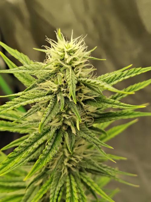 Face Fat (Run #2). Week 8