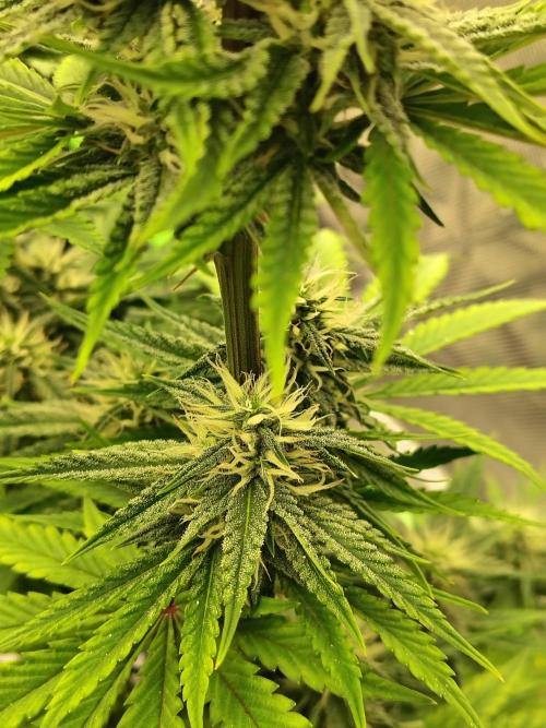 Face Fat (Run #2). Week 8