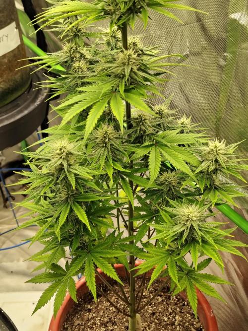 Face Fat (Run #2). Week 8