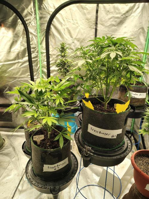 FrostBanger Auto. Week 4