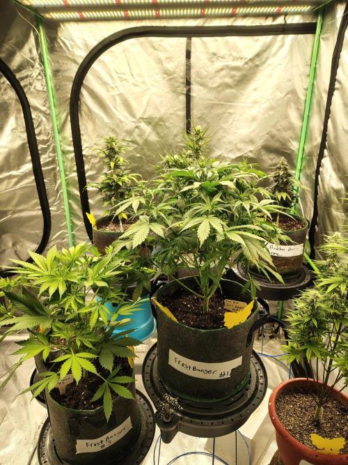 FrostBanger Auto. Week 4