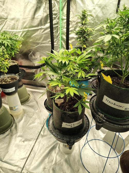 FrostBanger Auto. Week 4