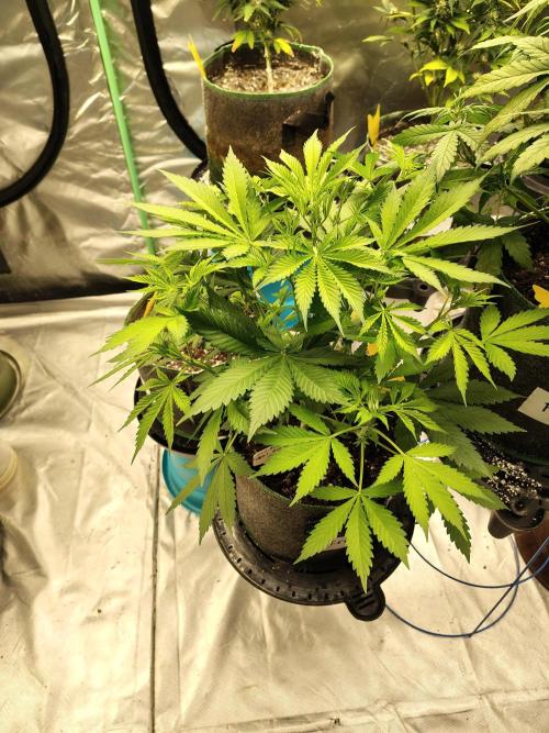 FrostBanger Auto. Week 4