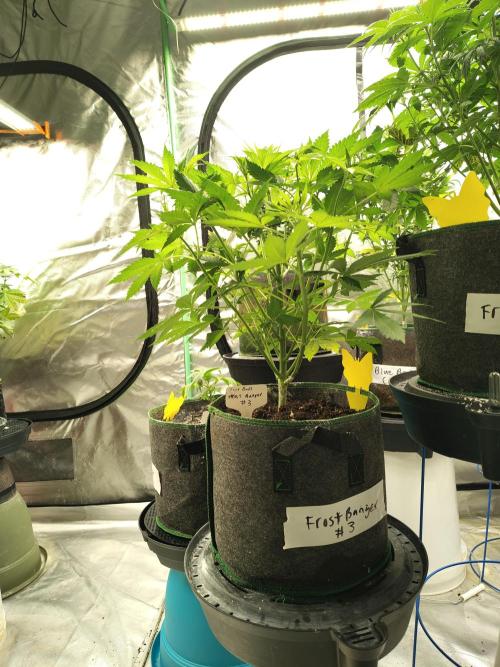 FrostBanger Auto. Week 4