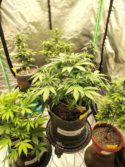 FrostBanger Auto. Week 4