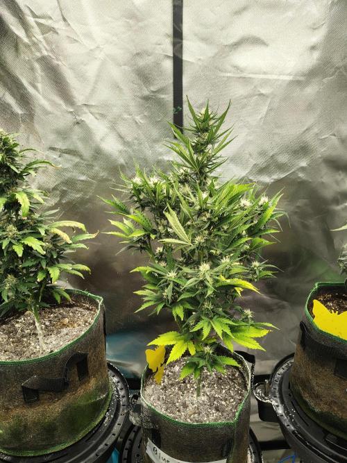 Blueberry Cookies. Week 8