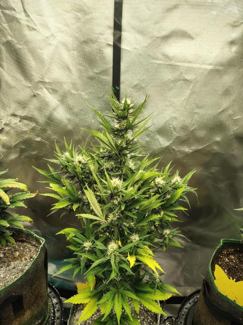 Blueberry Cookies. Week 8