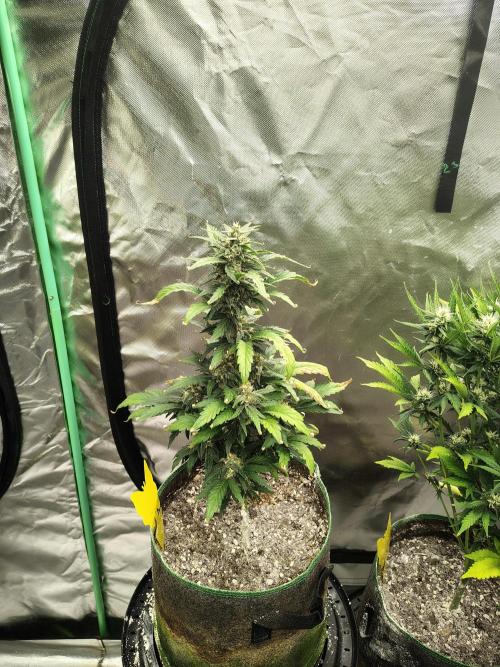 Blueberry Cookies. Week 8