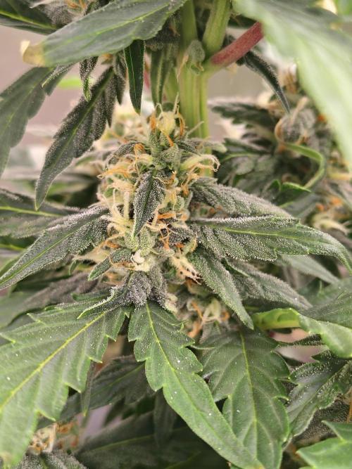 Blueberry Cookies. Week 8