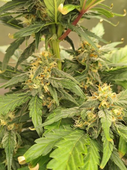 Blueberry Cookies. Week 8