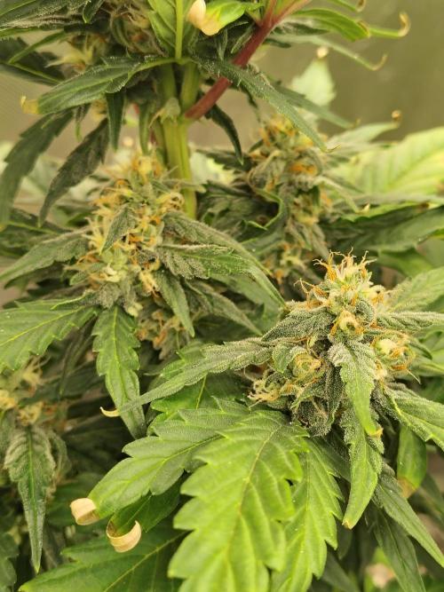 Blueberry Cookies. Week 8