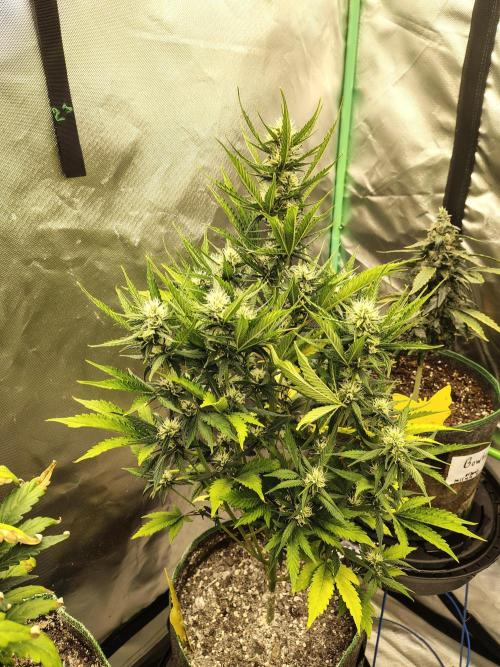 Blueberry Cookies. Week 8