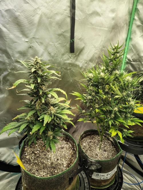 Blueberry Cookies. Week 8