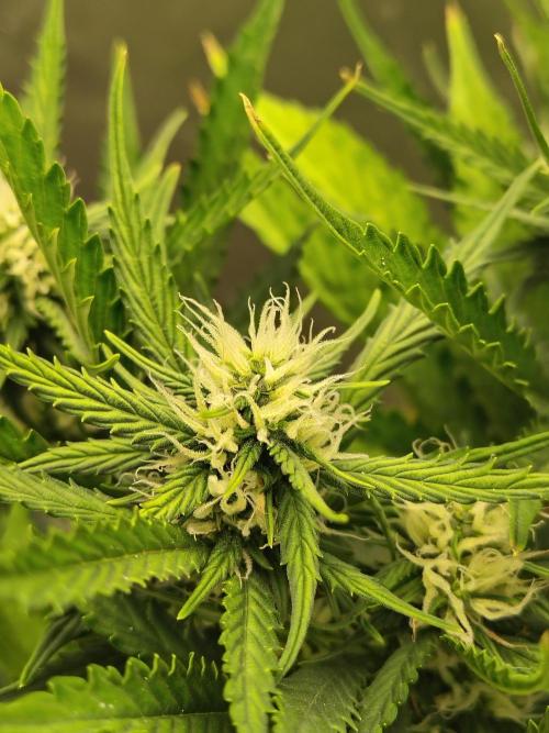 Blueberry Cookies. Week 8