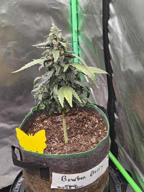 Bourbon Berry. Week 11