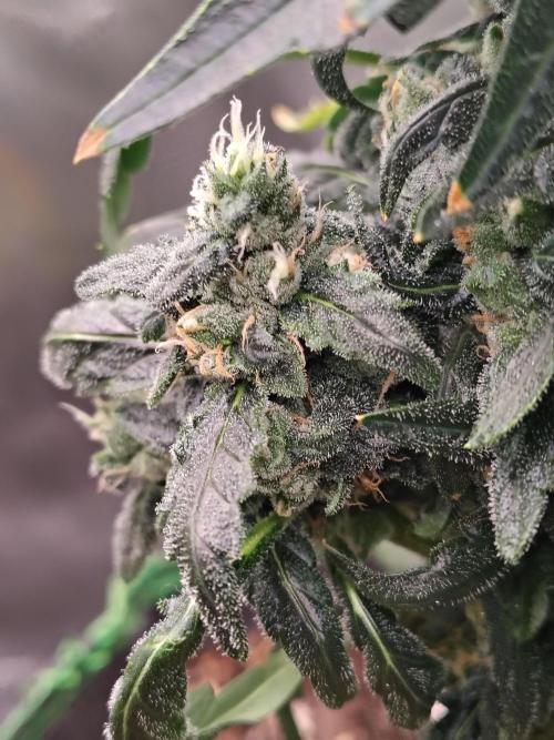 Bourbon Berry. Week 11