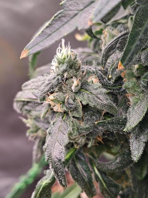 Bourbon Berry. Week 11