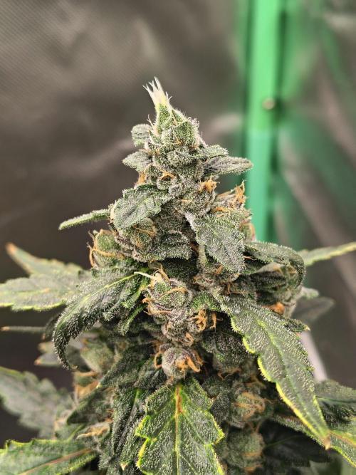 Bourbon Berry. Week 11