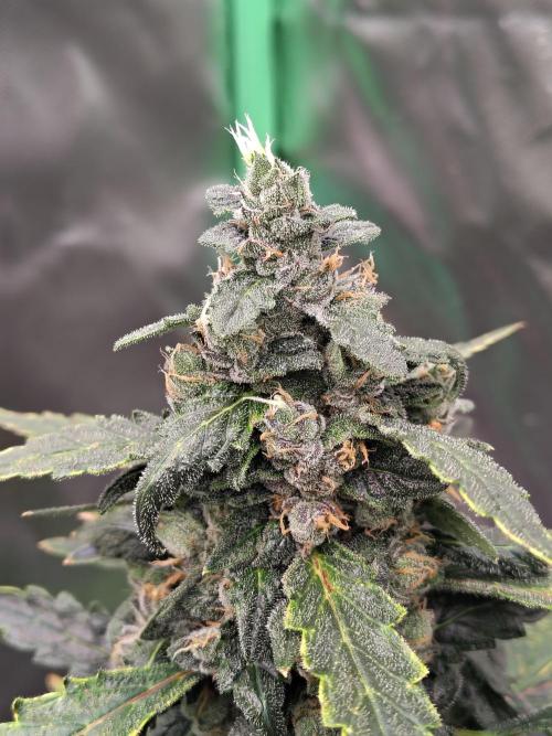 Bourbon Berry. Week 11