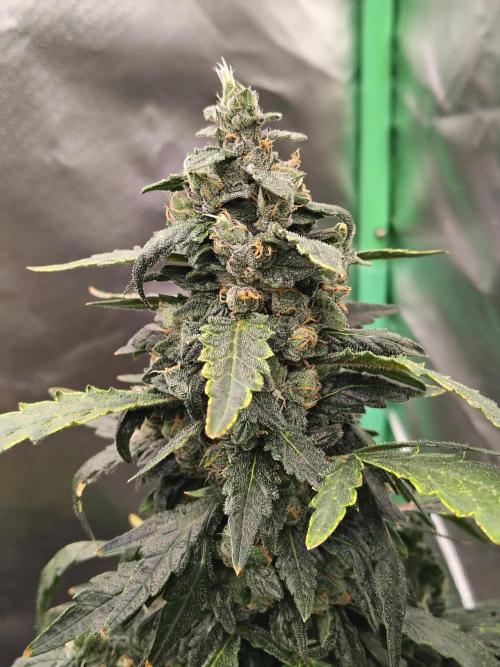 Bourbon Berry. Week 11