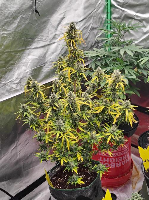 Bourbon Berry. Week 11 - Following the treatment. She's not doing well. Hope she can recover 