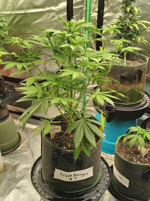 FrostBanger Auto. Week 4