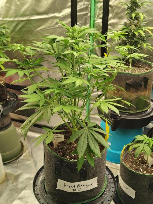 FrostBanger Auto. Week 4