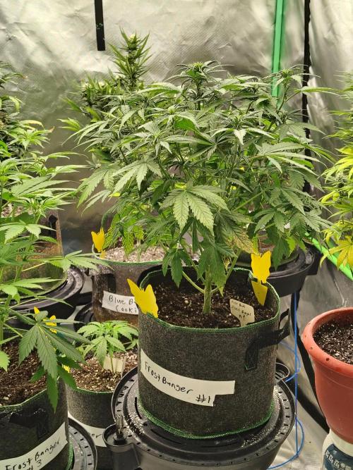 FrostBanger Auto. Week 4