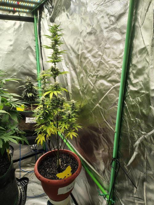 Face Fat (Run #2). Week 8