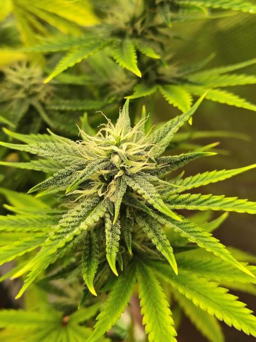 Face Fat (Run #2). Week 8