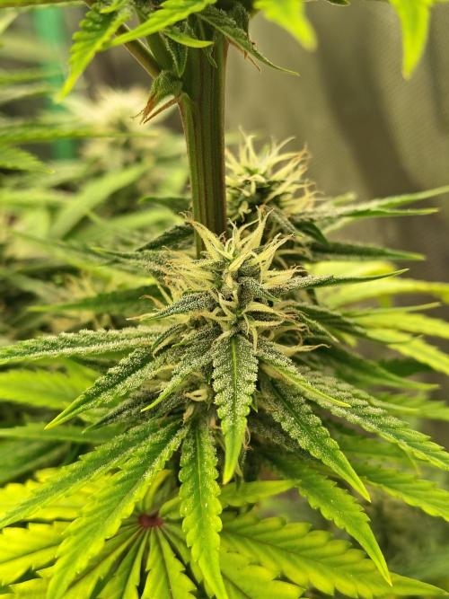 Face Fat (Run #2). Week 8