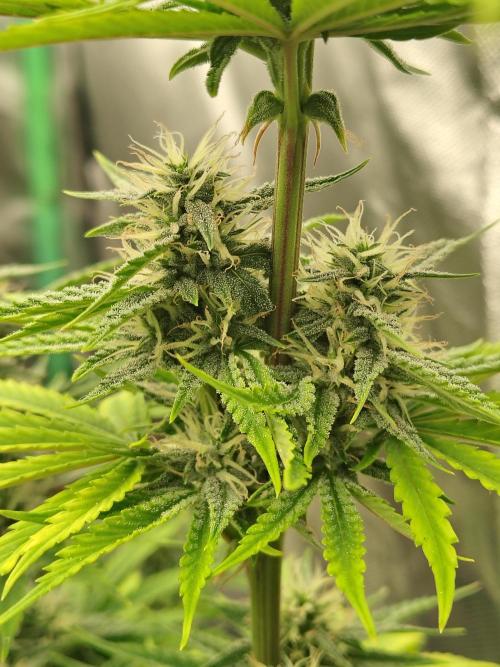 Face Fat (Run #2). Week 8