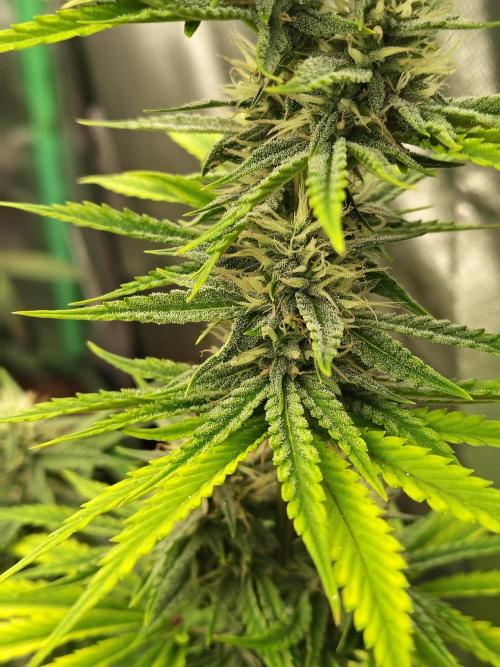 Face Fat (Run #2). Week 8