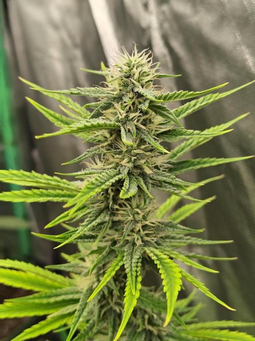 Face Fat (Run #2). Week 8