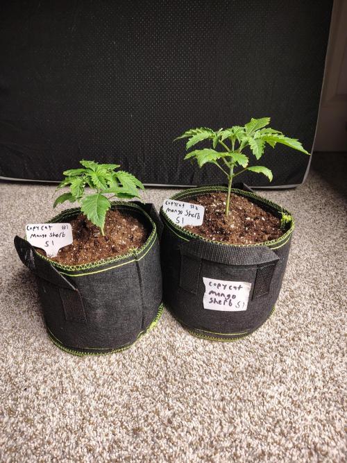 Mango Sherb S1. Week 2