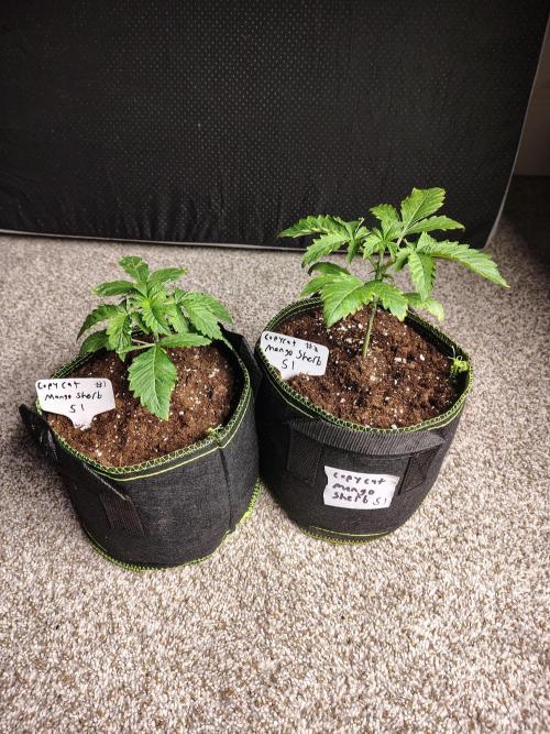 Mango Sherb S1. Week 2