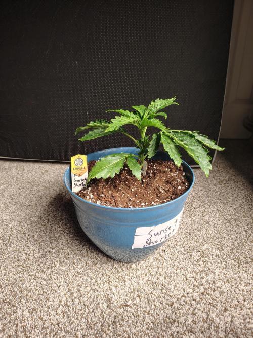 Sunset Sherbet. Week 3