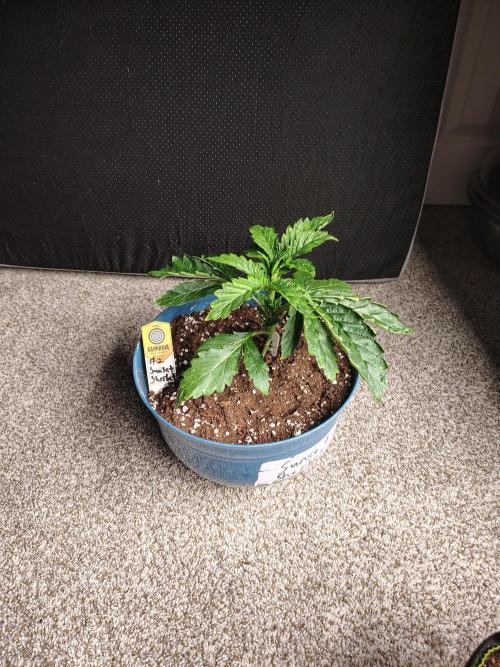 Sunset Sherbet. Week 3