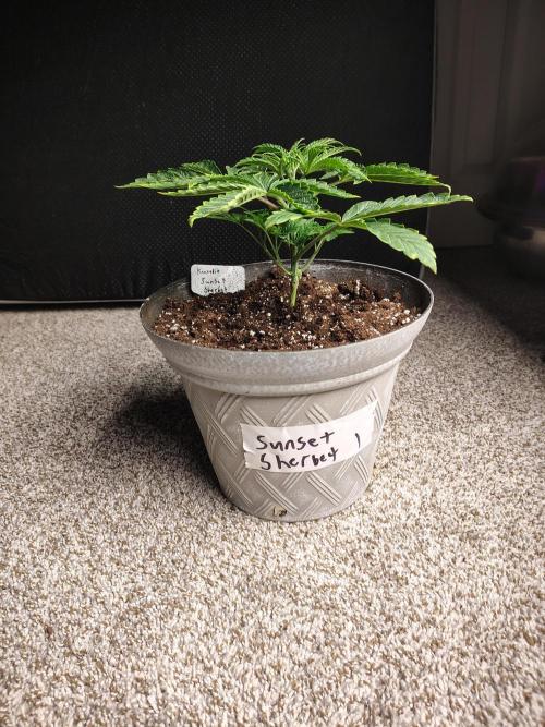 Sunset Sherbet. Week 3