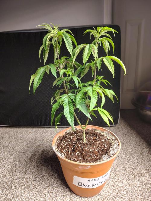 Blueberry Swirl. Week 10