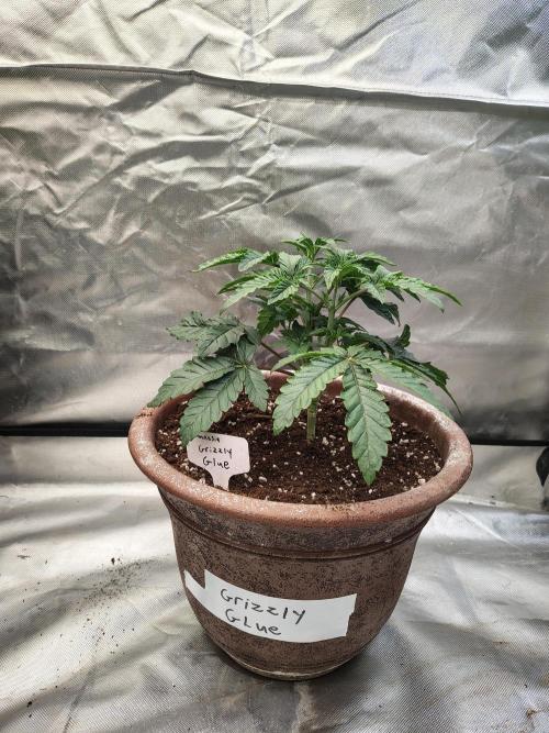 Grizzly Glue. Week 4