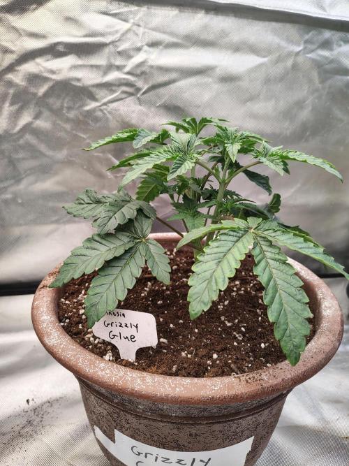 Grizzly Glue. Week 4